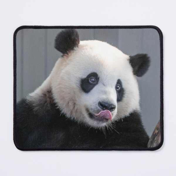 Item preview, Giant Panda Xiao Qi Ji at the Smithsonian's National Zoo designed and sold by Zoo and Nature Photography by Karie.