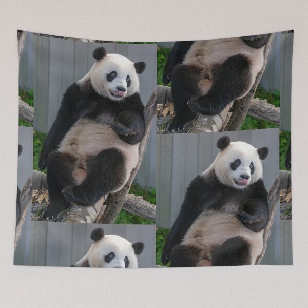 Item preview, Giant Panda Xiao Qi Ji at the Smithsonian's National Zoo designed and sold by Zoo and Nature Photography by Karie.
