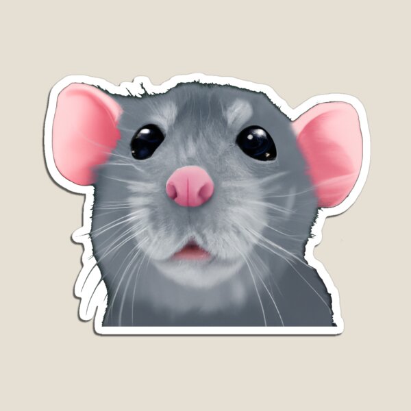 rats dumbo gris pour animaux de compagnie