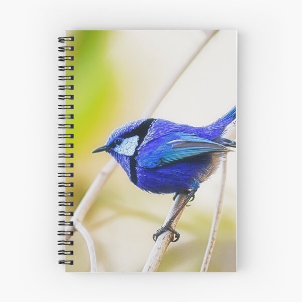 Item preview, Blue Wren - Splendid Fairy Wren - Bushy Lakes designed and sold by Dave Catley.
