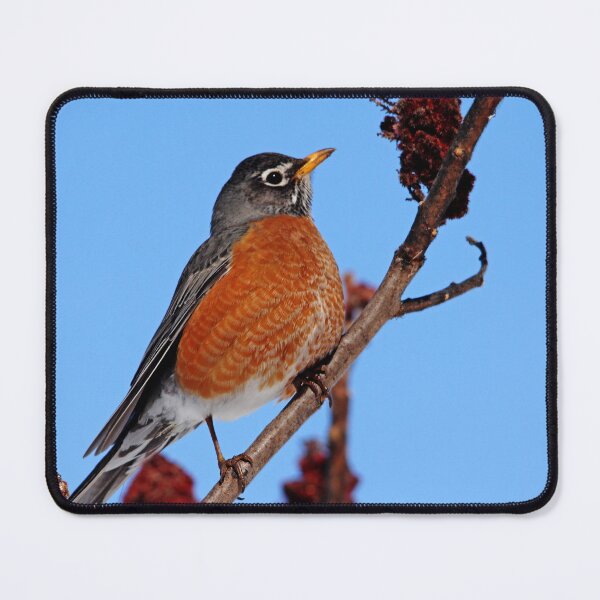 Item preview, Robin Red Breast designed and sold by Debbie Oppermann.