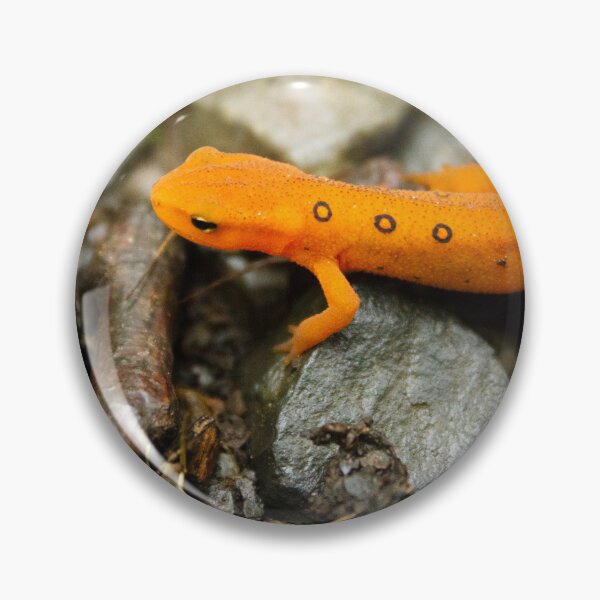 Item preview, Eft Basking in the Sun at Boyd Big Tree Preserve designed and sold by Maritza Morales.