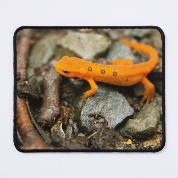 Item preview, Eft Basking in the Sun at Boyd Big Tree Preserve designed and sold by Maritza Morales.