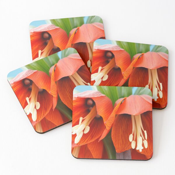 Item preview, Fritillaria imperialis  'Rubra'  Crown imperial  Fritillary designed and sold by Chris Burrows.