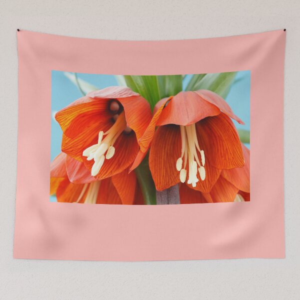 Item preview, Fritillaria imperialis  'Rubra'  Crown imperial  Fritillary designed and sold by Chris Burrows.