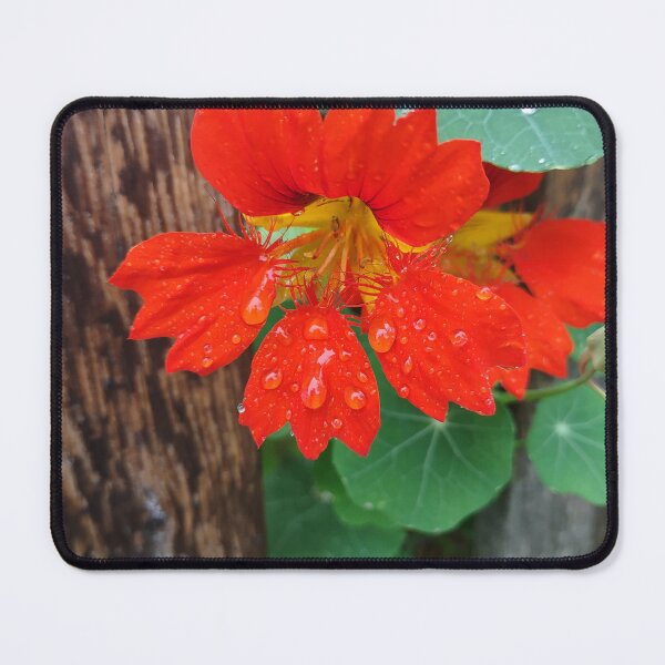 Item preview, Nasturtium designed and sold by CHWPhotos.