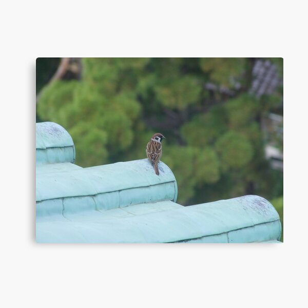 Bird at Nagoya Castle Canvas Print