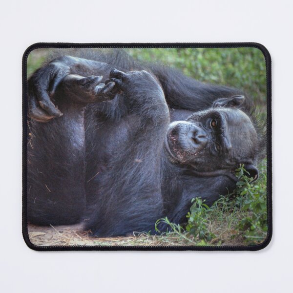 Item preview, Chimpance designed and sold by Savannah Gibbs.