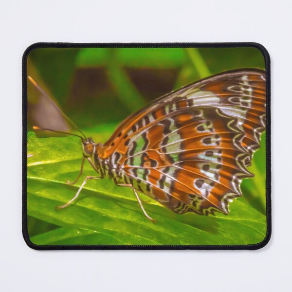 Item preview, Mariposa - Zoológico de Melbourne, Victoria designed and sold by Steven Jodoin.