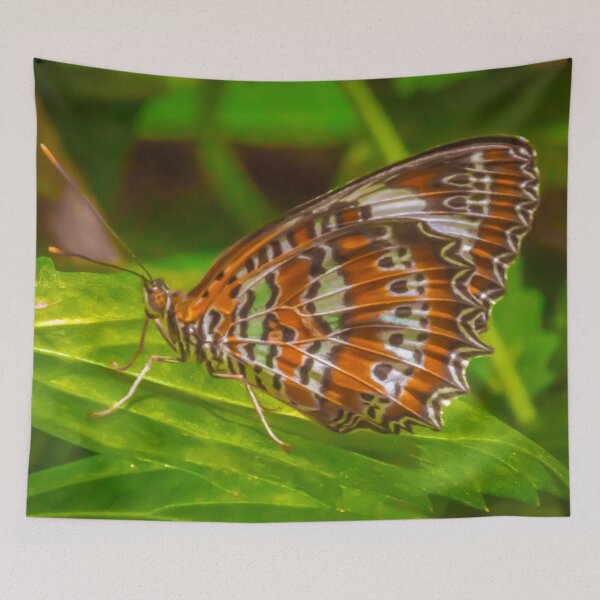 Item preview, Butterfly - Melbourne Zoo, Victoria designed and sold by Steven Jodoin.