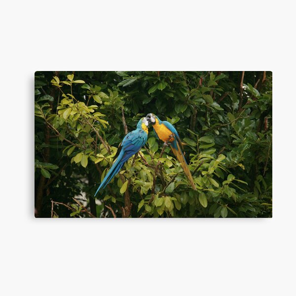 Love On A Limb Canvas Print