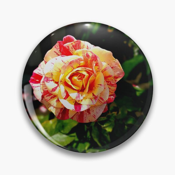 Item preview, Balboa Park Roses designed and sold by rsandstedt5386.