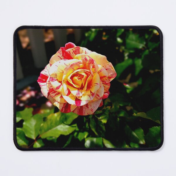 Item preview, Balboa Park Roses designed and sold by rsandstedt5386.