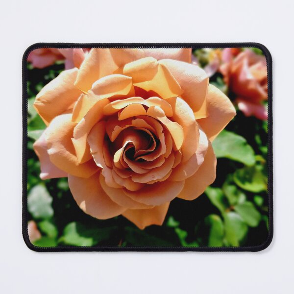 Item preview, Balboa Park Roses designed and sold by rsandstedt5386.