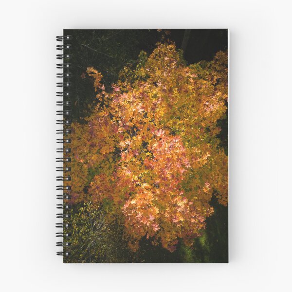 Item preview, Down to the Orange mapple designed and sold by Jouko Lehto Photography.
