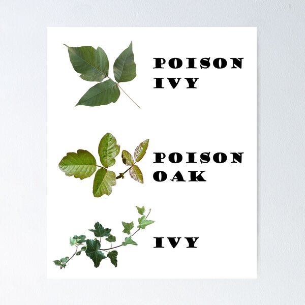 Identify Poison Oak and Poison Ivy - Hike safely - botanical shirt Poster