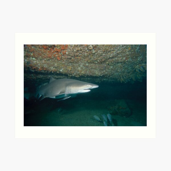 Grey Nurse Shark Art Print
