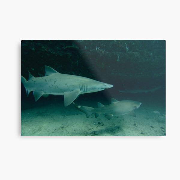 Grey Nurse Shark Metal Print
