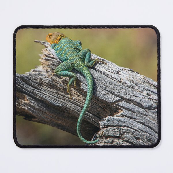 Item preview, Collared Lizard designed and sold by CarolM.