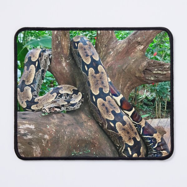 Item preview, Brazil - Foz do Iguaçu - snake in tree designed and sold by renprovo.
