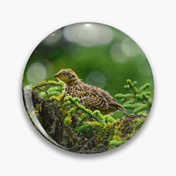 Item preview, Baby Spruce Grouse Chick - Kenai Peninsula, Alaska designed and sold by AlsknMommaBear2.