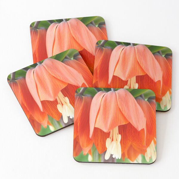 Item preview, Fritillaria imperialis  'Rubra'  Crown imperial  Fritillary designed and sold by Chris Burrows.