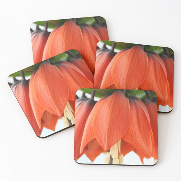 Item preview, Fritillaria imperialis  'Rubra'  Crown imperial  Fritillary designed and sold by Chris Burrows.