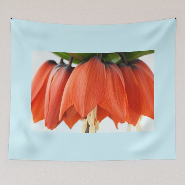 Item preview, Fritillaria imperialis  'Rubra'  Crown imperial  Fritillary designed and sold by Chris Burrows.