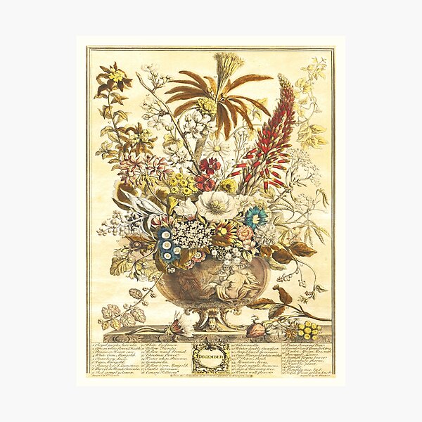 Item preview, December, from The Twelve Months of Flowers, by Robert Furber (1732) High definition designed and sold by MINDTHECHERRY.