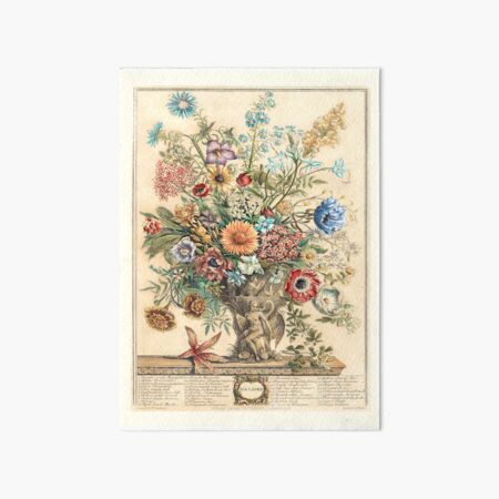 Aperçu de l'œuvre Novembre, extrait des Douze mois de fleurs, de Robert Furber (1732) Haute définition créée et vendue par MINDTHECHERRY.