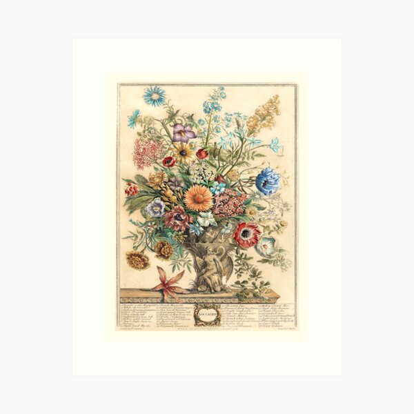 Item preview, November, from The Twelve Months of Flowers, by Robert Furber (1732) High definition designed and sold by MINDTHECHERRY.