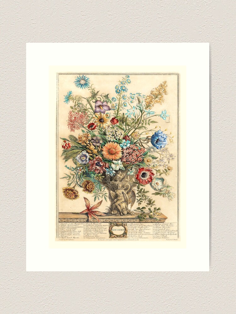 November, from The Twelve Months of Flowers, by Robert Furber