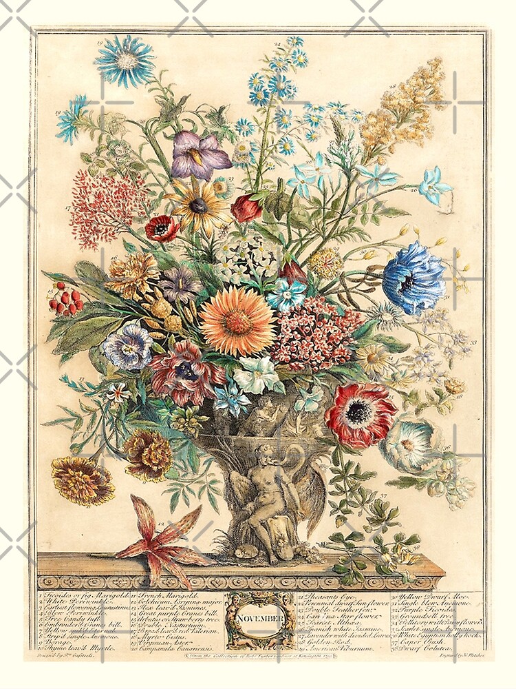November, from The Twelve Months of Flowers, by Robert Furber