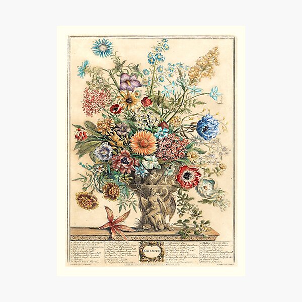 Item preview, November, from The Twelve Months of Flowers, by Robert Furber (1732) High definition designed and sold by MINDTHECHERRY.