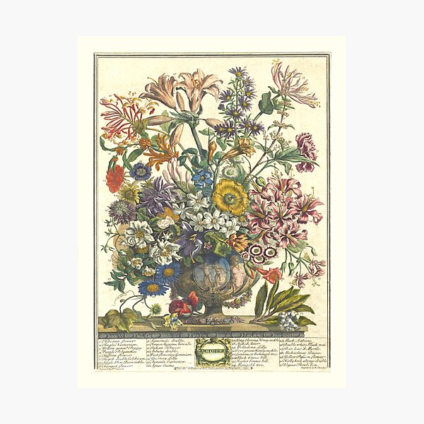 Item preview, October, from The Twelve Months of Flowers, by Robert Furber (1732) High definition designed and sold by MINDTHECHERRY.