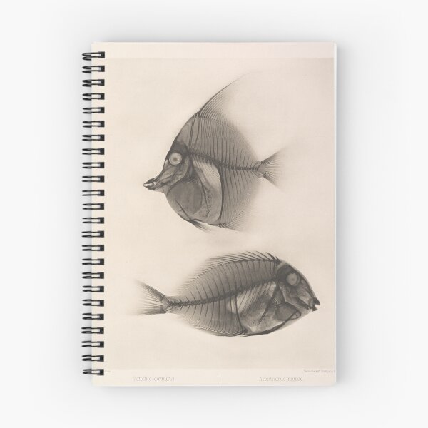 Item preview, X-rays of a Moorish idol and a Ringtail Surgeonfish   designed and sold by Amanda1775.