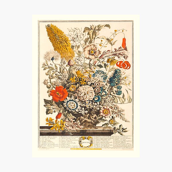 Aperçu de l'œuvre Août, extrait des Douze mois de fleurs, de Robert Furber (1732) Haute définition créée et vendue par MINDTHECHERRY.