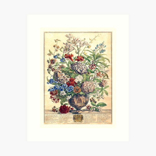 Item preview, July, from The Twelve Months of Flowers, by Robert Furber (1732) High definition designed and sold by MINDTHECHERRY.
