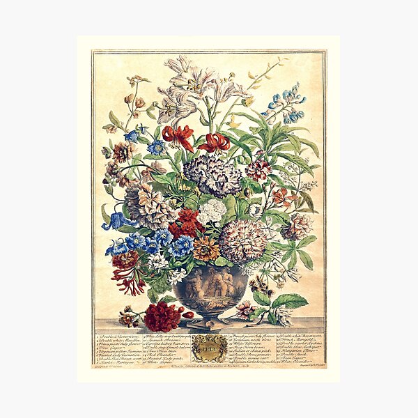 Item preview, July, from The Twelve Months of Flowers, by Robert Furber (1732) High definition designed and sold by MINDTHECHERRY.