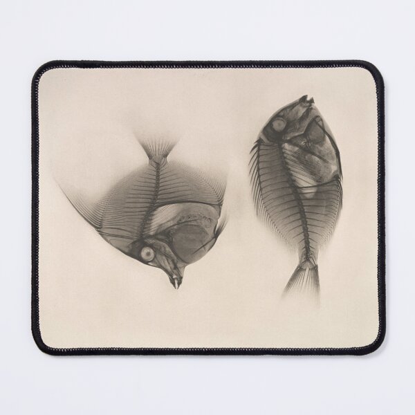 Item preview, X-rays of a Moorish idol and a Ringtail Surgeonfish designed and sold by Amanda1775.