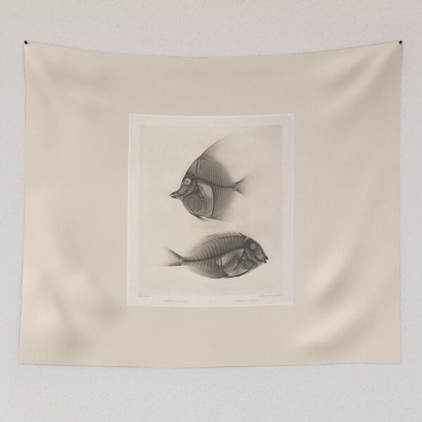 Item preview, X-rays of a Moorish idol and a Ringtail Surgeonfish   designed and sold by Amanda1775.