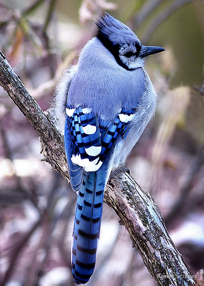 blue-jay-by-karen-scrimes-redbubble