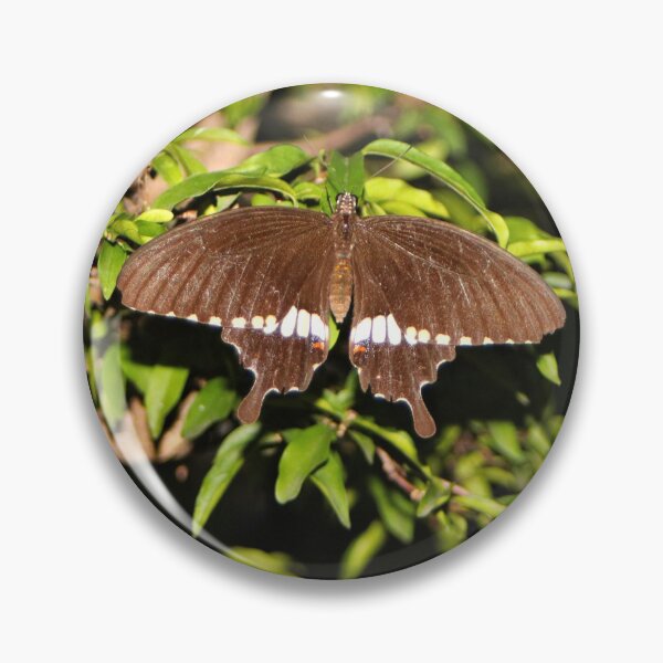 Artikelvorschau, Brauner und weißer Schmetterling entworfen und verkauft von FranWest.