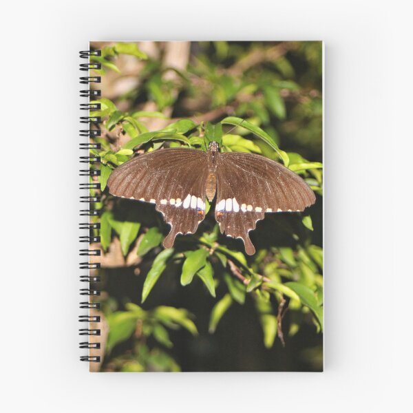 Item preview, Brown and white butterfly designed and sold by FranWest.