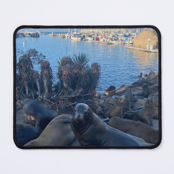 Item preview, Old Fisherman's Wharf Seals designed and sold by Jimmy Larkin.