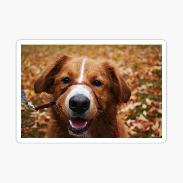 Item preview, Australian Shepherd In Autumn Photography designed and sold by ThePhotograph03.