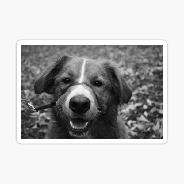 Item preview, Australian Shepherd In Autumn Photography designed and sold by ThePhotograph03.