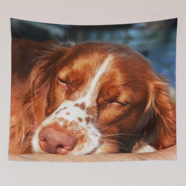 Item preview, Sleepy Sprocker Spaniel Dog Photography  designed and sold by ThePhotograph03.