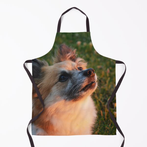 Item preview, Light Illuminating Pomeranian-Pappillon Dog Photography designed and sold by ThePhotograph03.