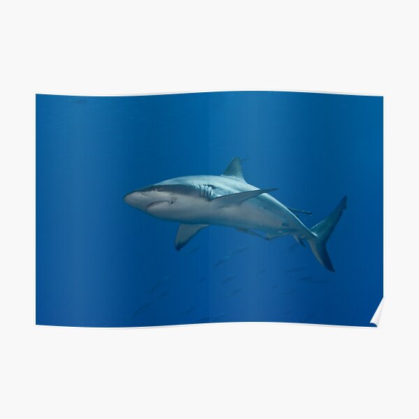 Grey Reef Whaler Poster
